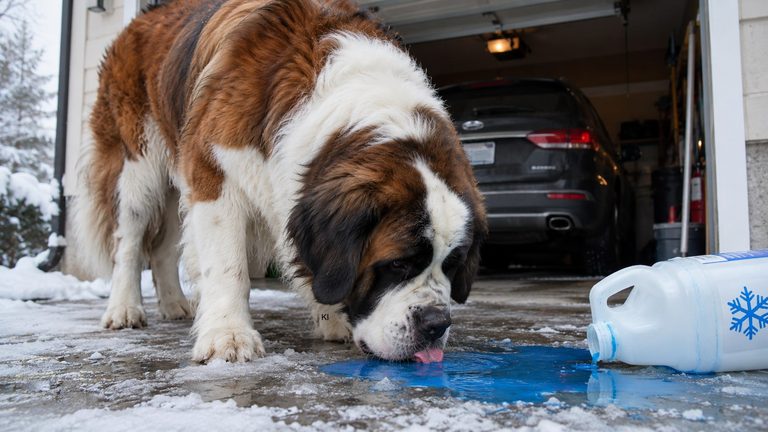Frostschutzmittel beim Hund: Schon kleine Mengen können tödlich sein