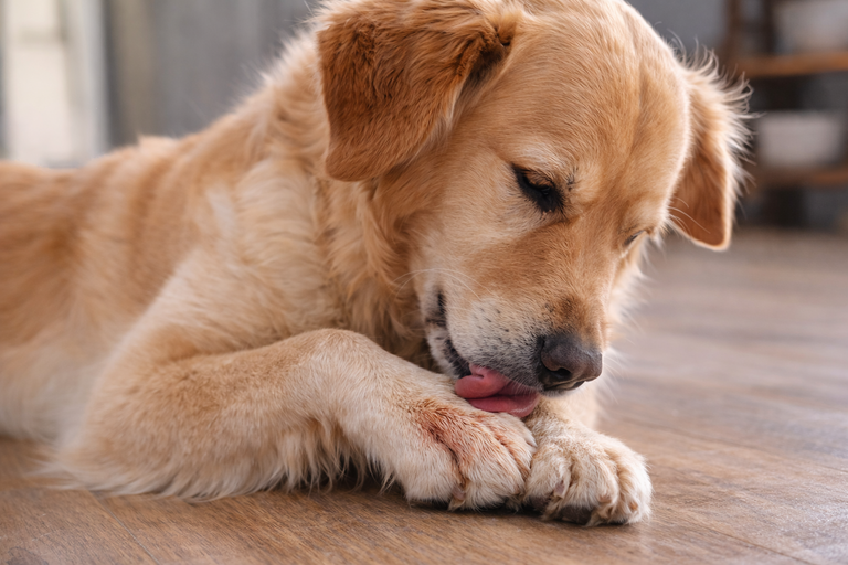 Hefepilze beim Hund: Ursachen an Pfoten, Ohren & Haut