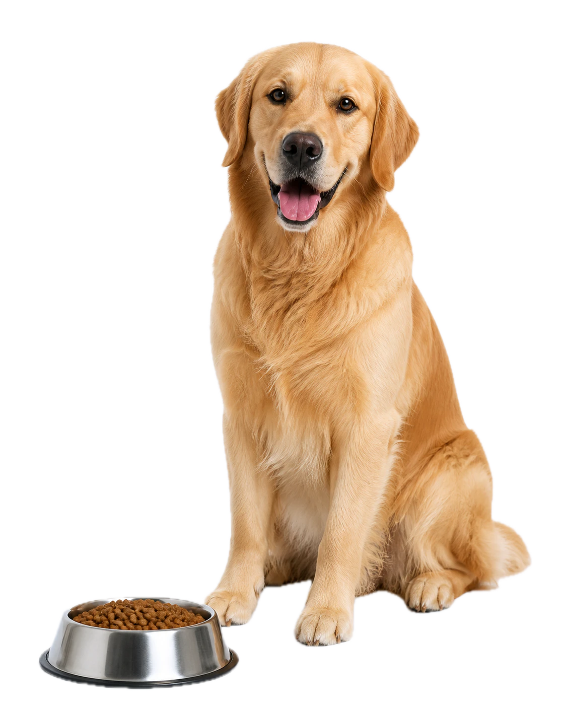 Golden Retriever neben einem Futternapf