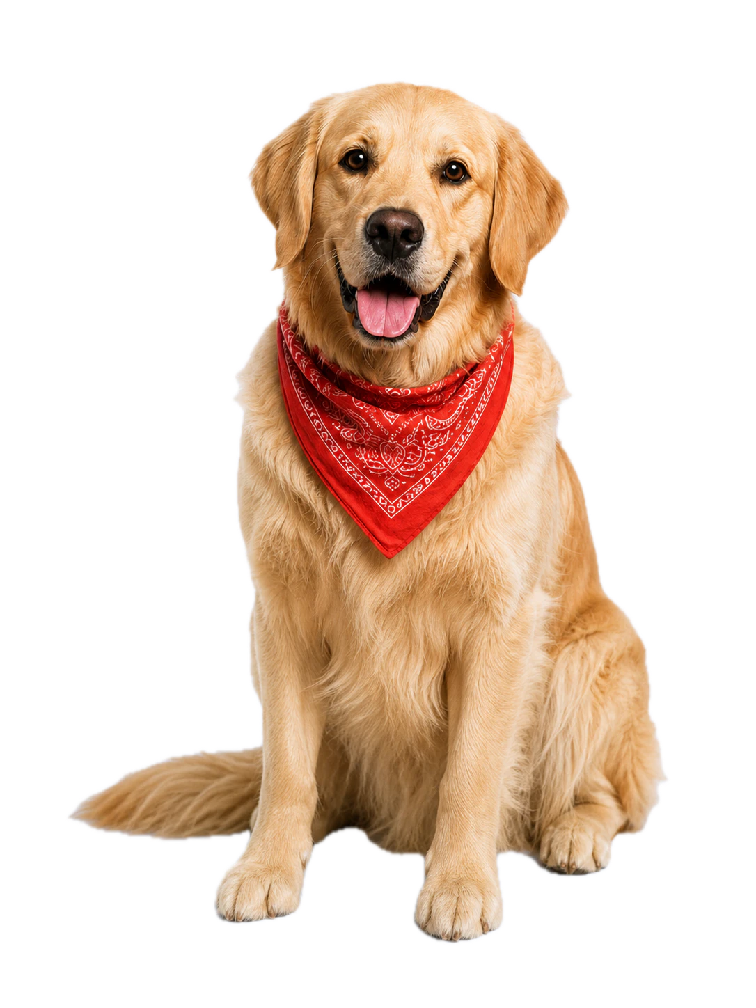 Freundlicher Golden Retriever mit rotem Halstuch