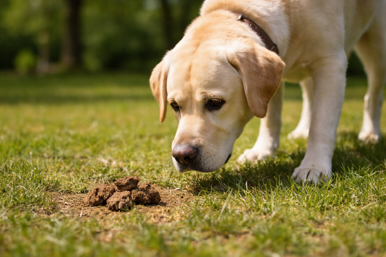 Kotmenge beim Hund – was ist normal?