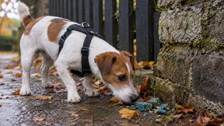 Rattengift beim Hund: Symptome erkennen und sofort richtig handeln