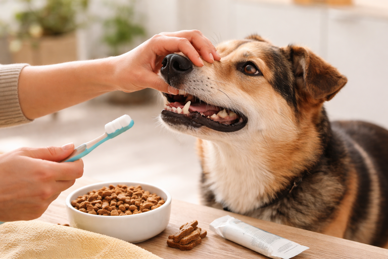 Zahn-Check-Leitfaden für Hunde